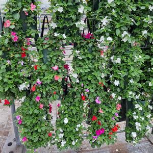 Bild von Wandhangers mix van Impatiens.Begonia.Petunia